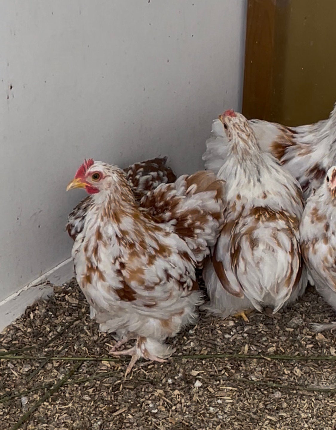 4 cochin Hanen ROOD gepareld, Dieren en Toebehoren, Pluimvee, Meerdere dieren, Kip