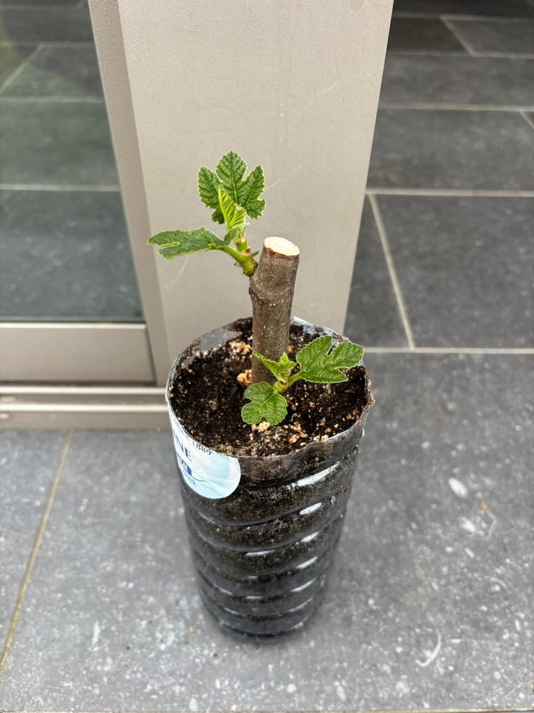 Vijgenstekje Brown Turkey, Tuin en Terras, Ophalen, Minder dan 100 cm, Volle zon, Vijgenboom