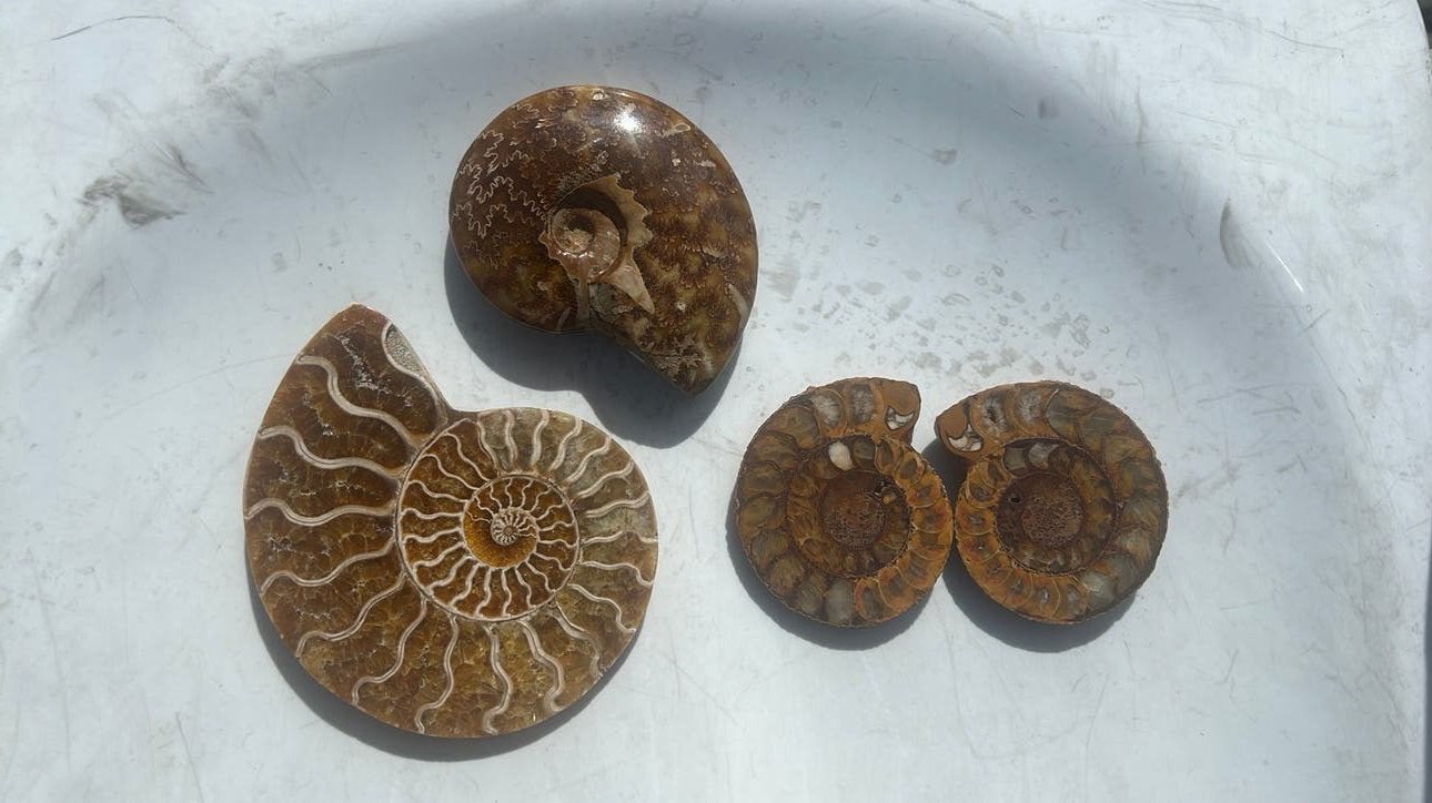 Lot ammonites Madagascar avec opale et sans opale, Collections, Enlèvement ou Envoi, Fossile