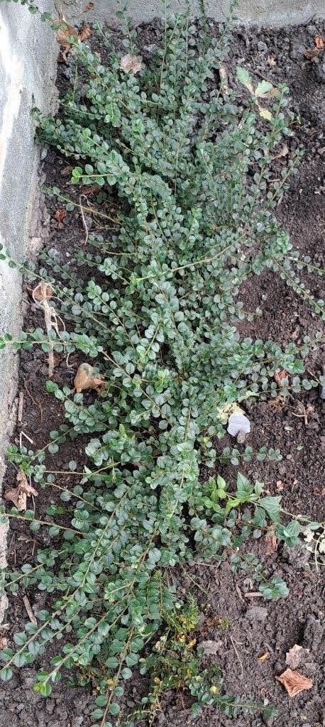 Plantes de néflier nain à vendre, Jardin & Terrasse, Enlèvement, Autres espèces, Arbuste, Moins de 100 cm