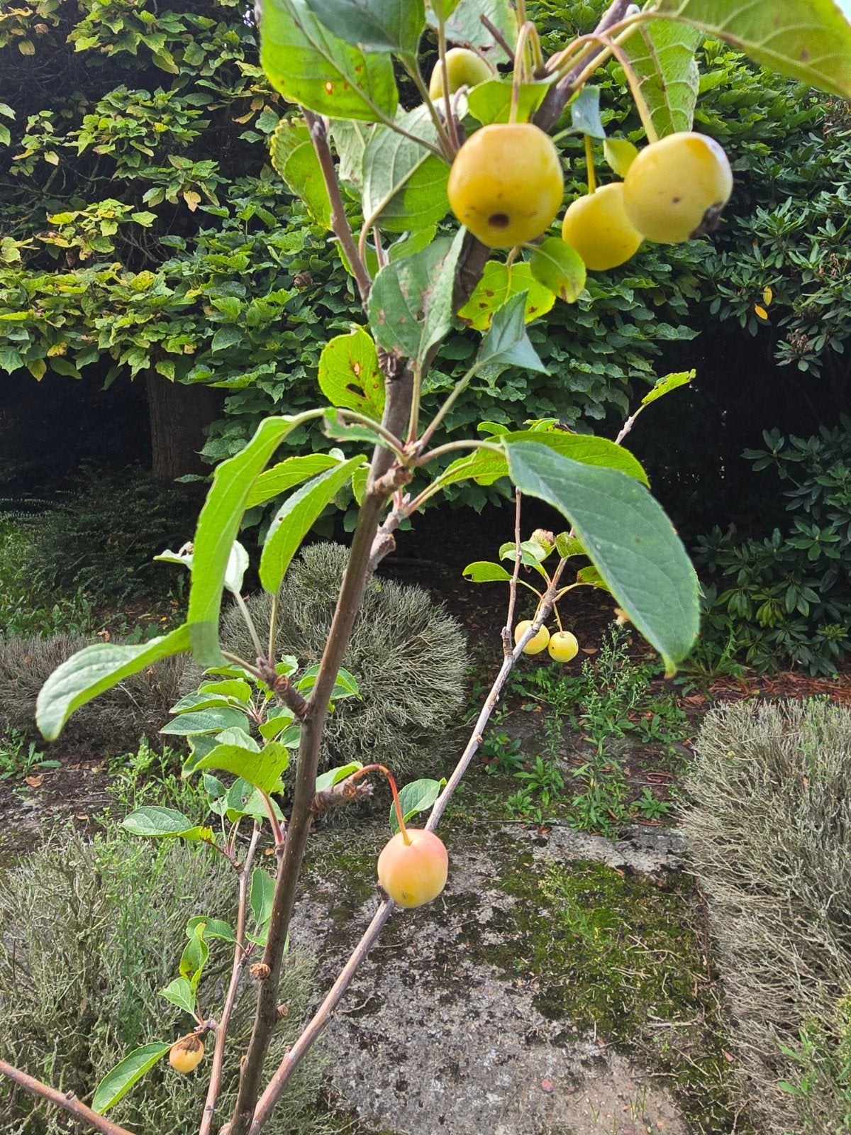 Appelboom -Malus, Ophalen, Appelboom
