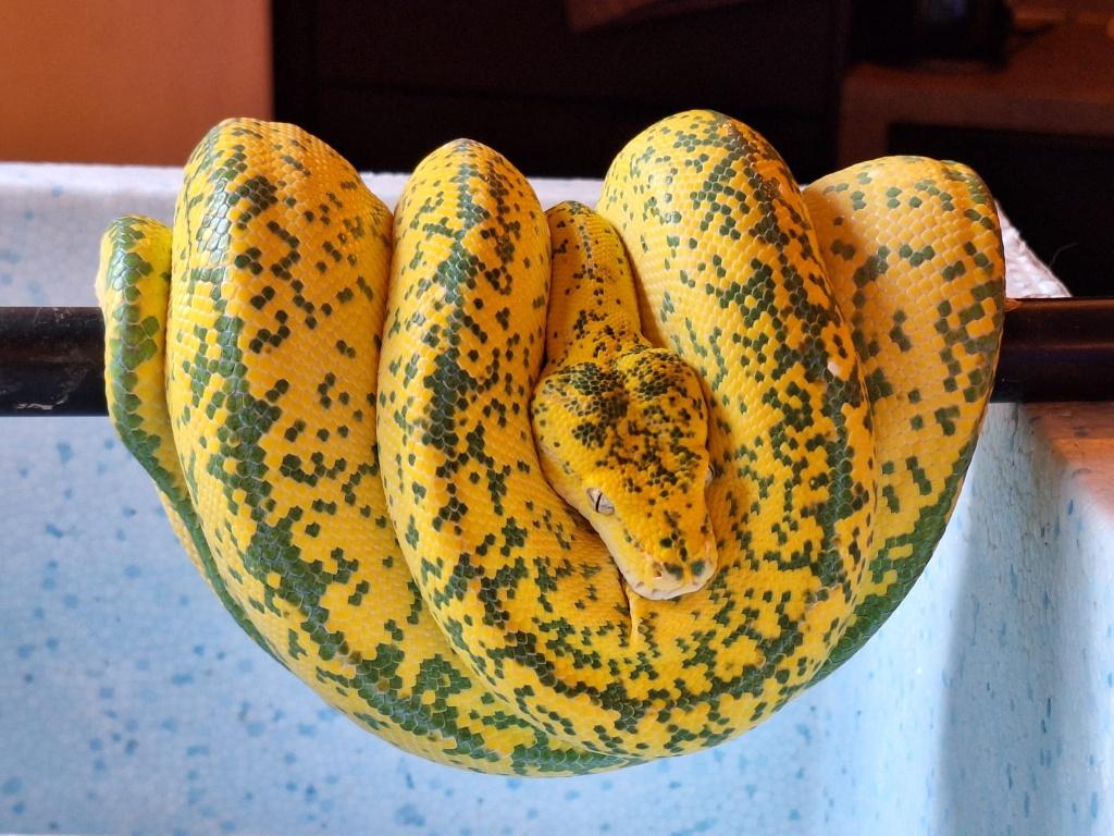 1.2 morelia viridis (boompythons)  + terrariums, Dieren en Toebehoren, Slang, Met terrarium, 3 tot 6 jaar