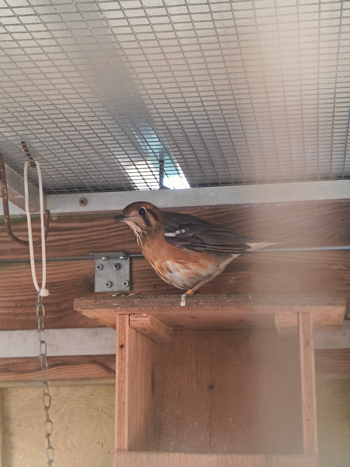 Damalijster pop, Dieren en Toebehoren, Vogels | Overige Vogels