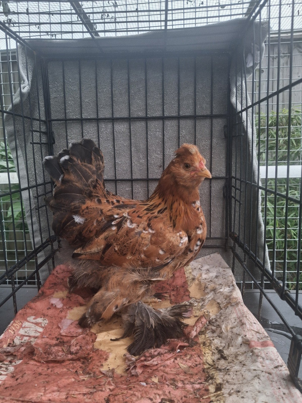 Kriel kruising hen, Femelle, Poule ou poulet