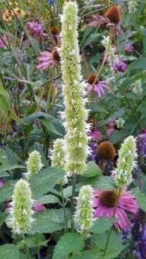 Witte agastache / dropplant , bijenplant, Tuin en Terras, Volle zon, Vaste plant, Zomer, Ophalen