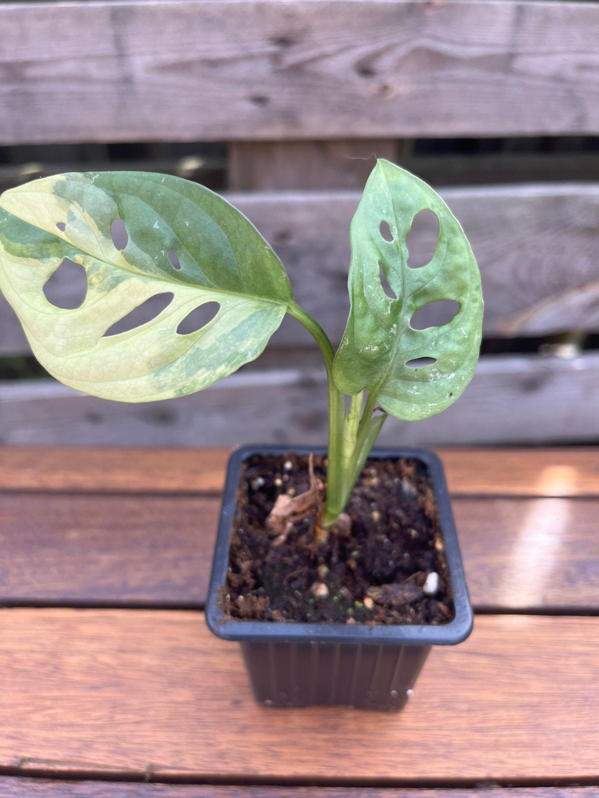 Monstera adansonii aurea, Maison & Meubles, Autres espèces, Enlèvement ou Envoi, Moins de 100 cm, Plante verte