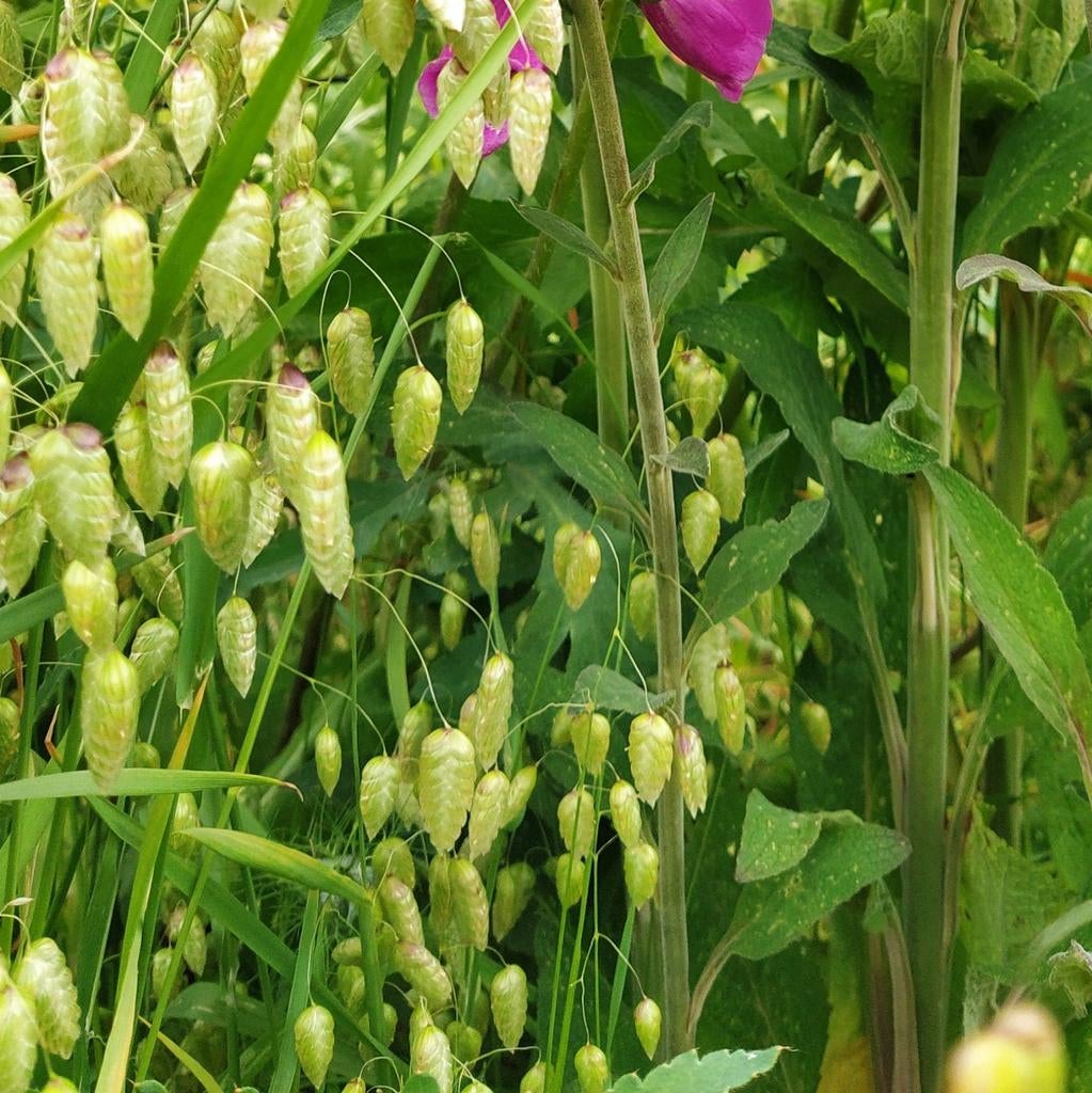 Briza Maxima, Jardin & Terrasse, Plantes | Jardin, Annuelle, Printemps, Plein soleil, Enlèvement