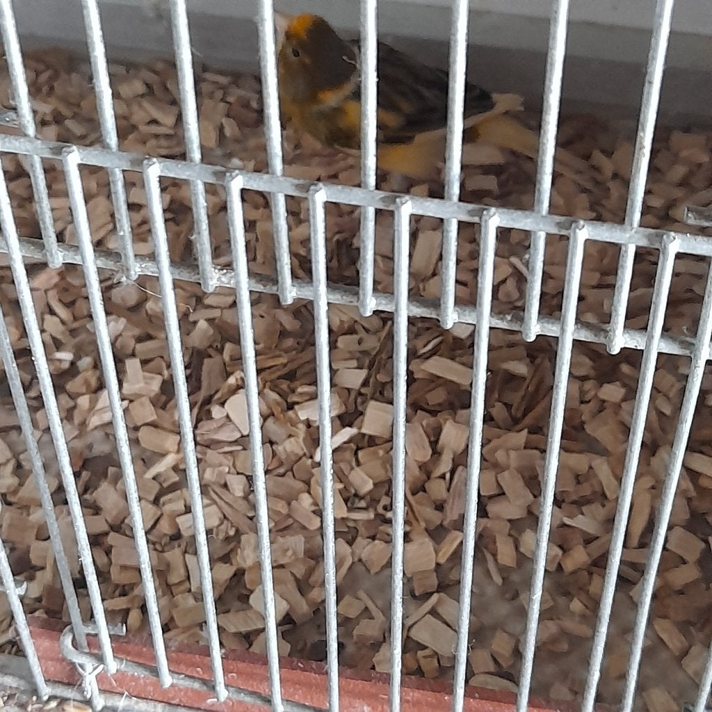 kanarie  man, Dieren en Toebehoren, Vogels | Kanaries, Mannelijk, Kleurkanarie