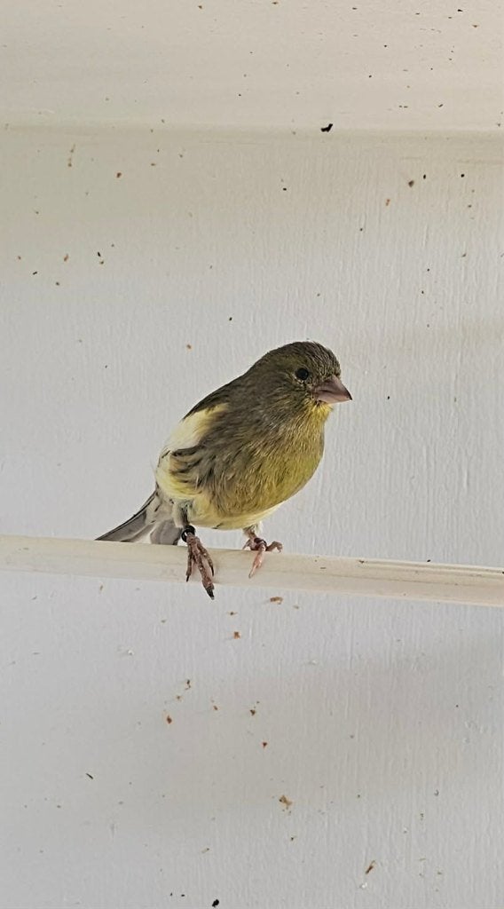 Kanarie Pop Timbrado, Dieren en Toebehoren, Vogels | Kanaries, Vrouwelijk, Zangkanarie
