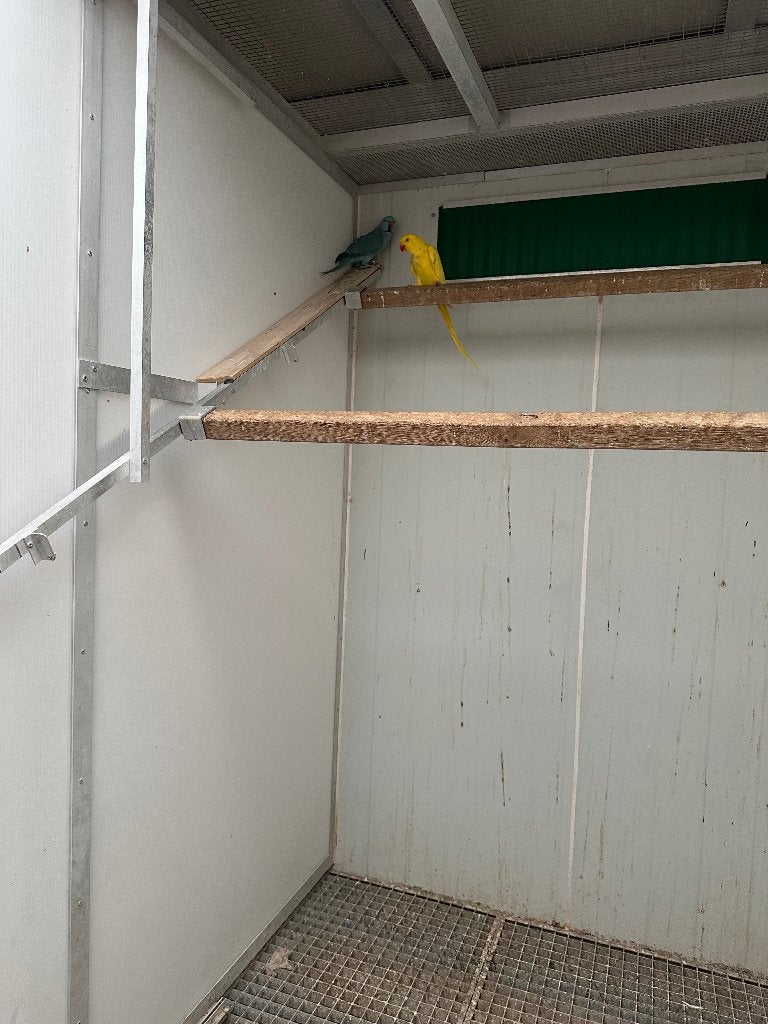 Koppel Caiques, Dieren en Toebehoren, Meerdere dieren, Papegaai, Tam
