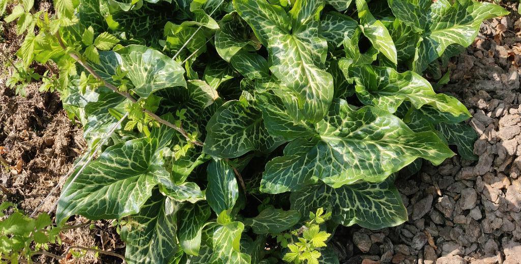Gevlekte arondskelk, Tuin en Terras, Planten | Tuinplanten, Bodembedekkers, Ophalen