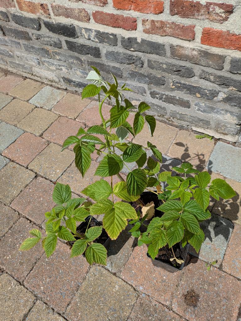 Frambozenstruik Framboos – Slechts €1 p/st, Ophalen, Vaste plant, Fruitplanten, Halfschaduw