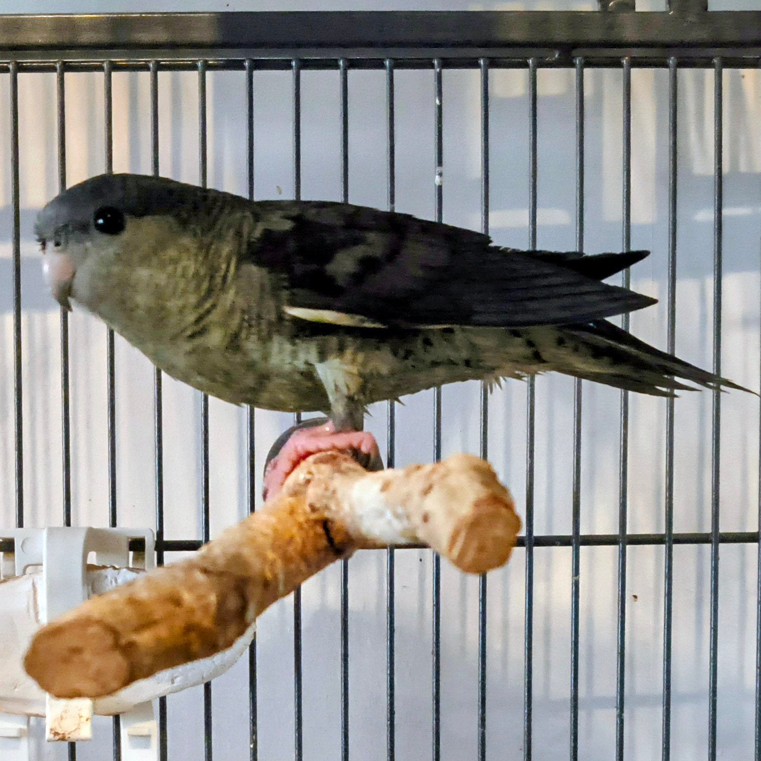 Catharina man DD Turquoise te ruil/koop, Dieren en Toebehoren, Vogels | Parkieten en Papegaaien, Mannelijk, Parkiet