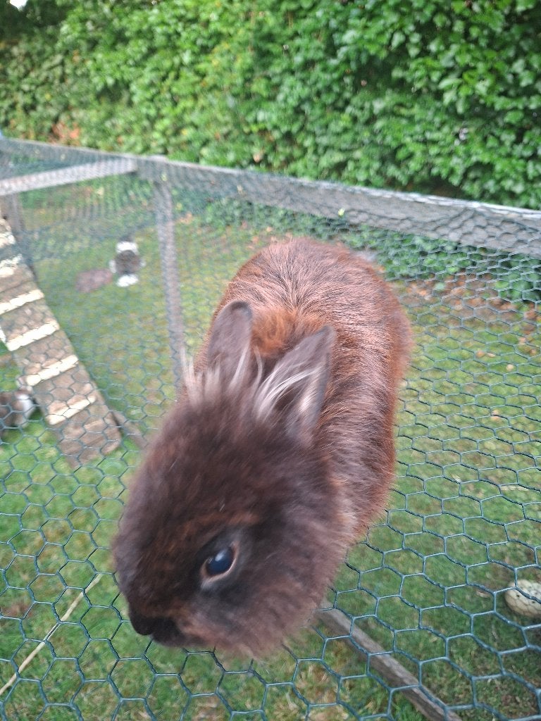 Manneke konijn, Dieren en Toebehoren, Mannelijk, Klein, 0 tot 2 jaar