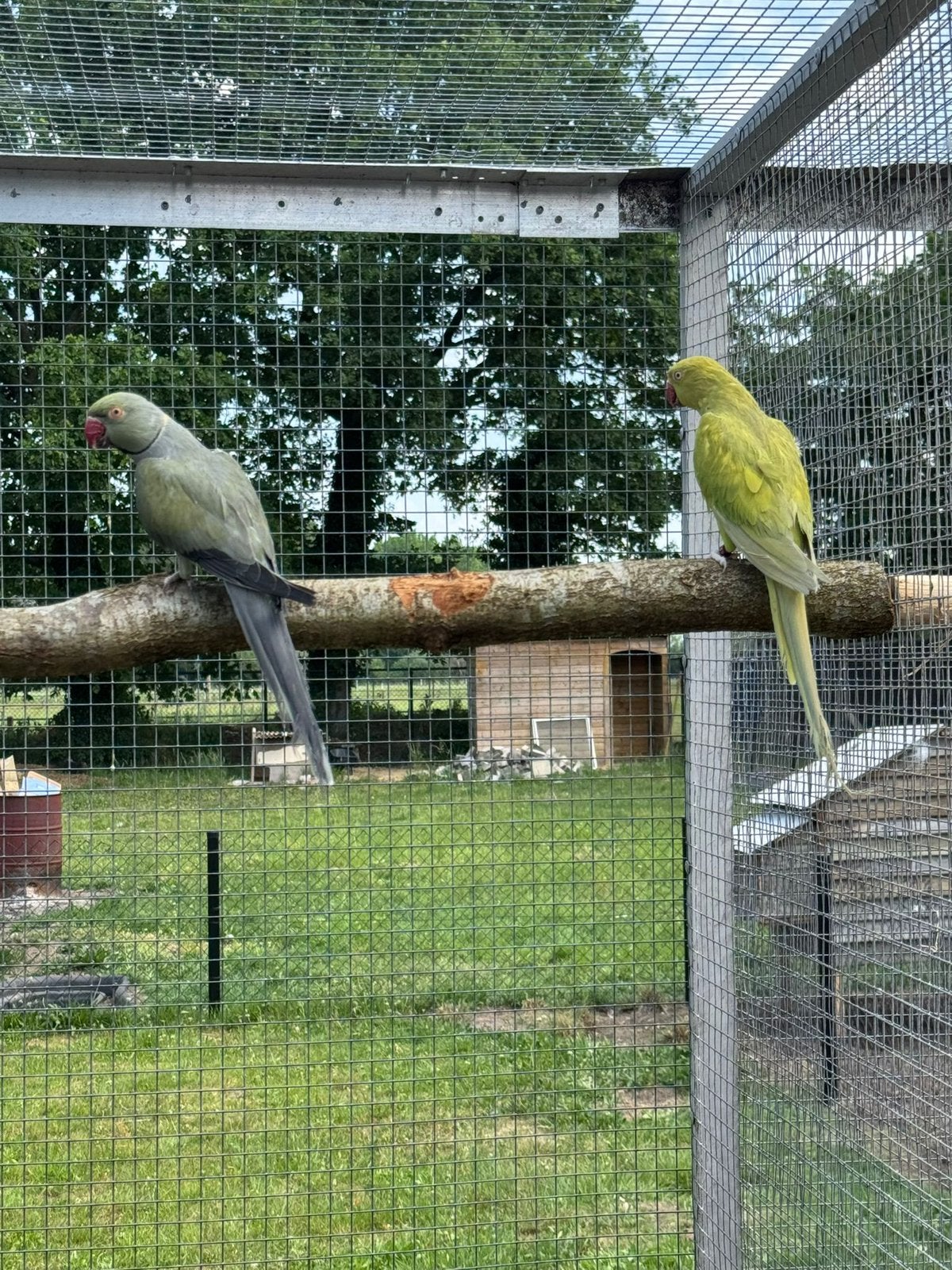 Bewezen koppel halsbanden mauve x gezoomd, Geringd