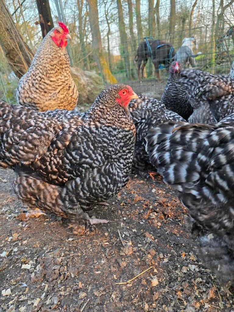 Oeufs fécondés coucou de Malines, Dieren en Toebehoren, Vogels | Toebehoren