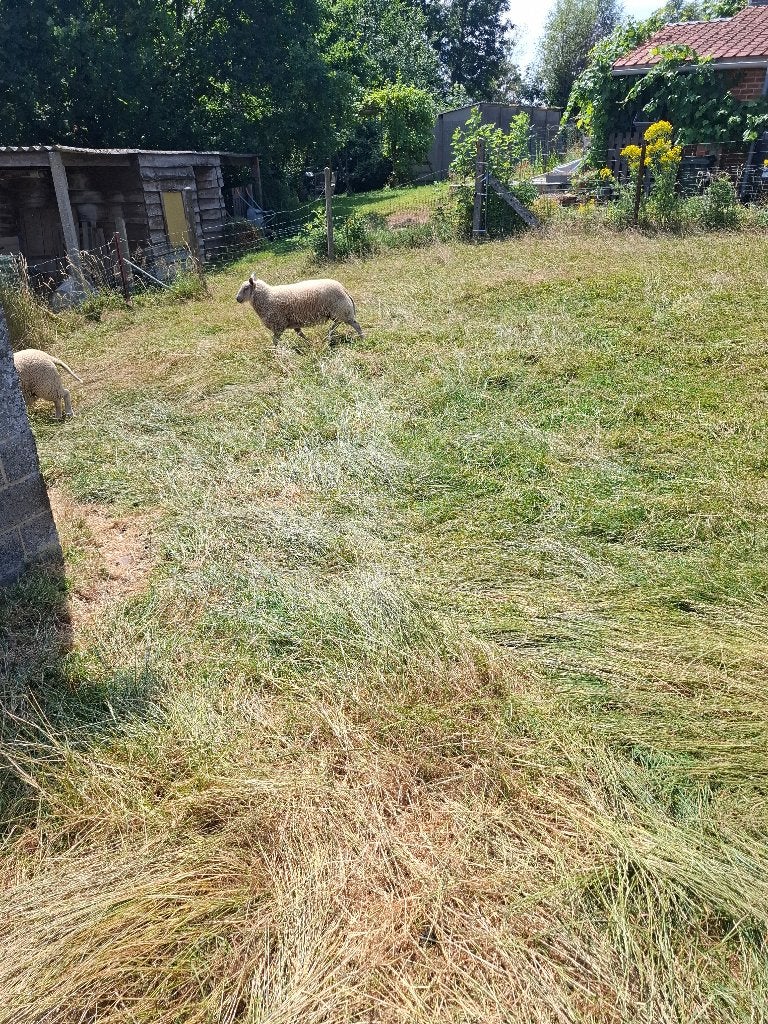 Schapen, Dieren en Toebehoren, Schapen, Geiten en Varkens