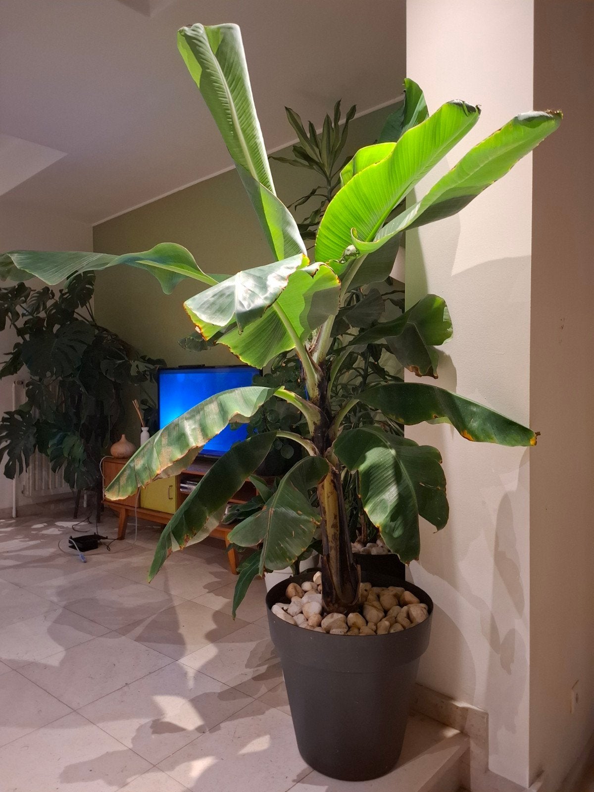 Bananenplant, Huis en Inrichting, Ophalen