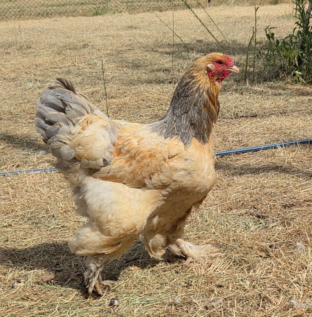 Brahma buff blauwe hen, Dieren en Toebehoren, Pluimvee, Vrouwelijk, Kip