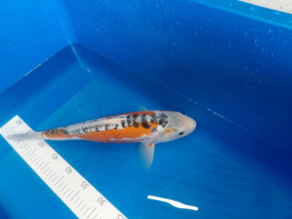 Japanse koi