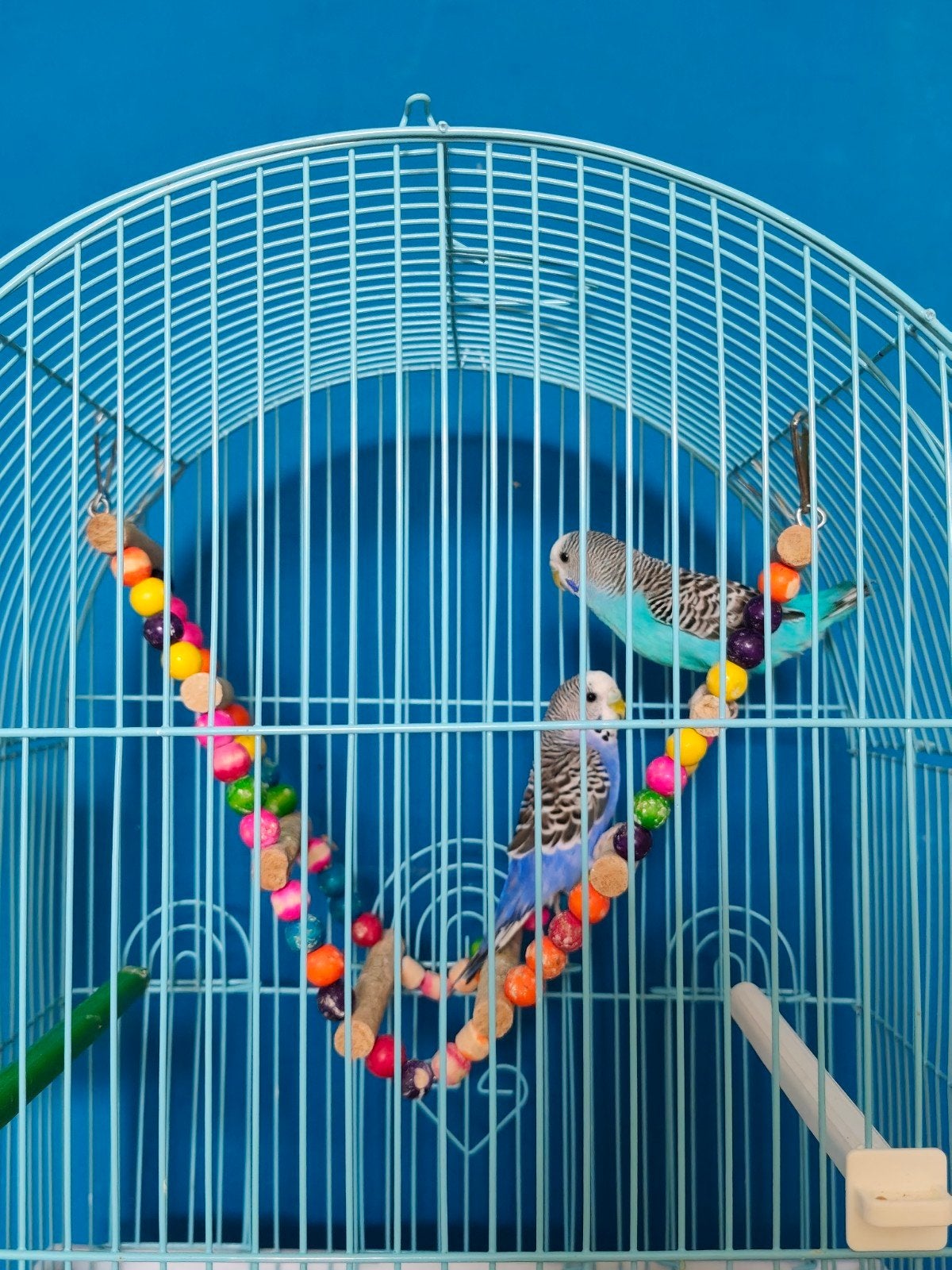 2 perruches avec cages.