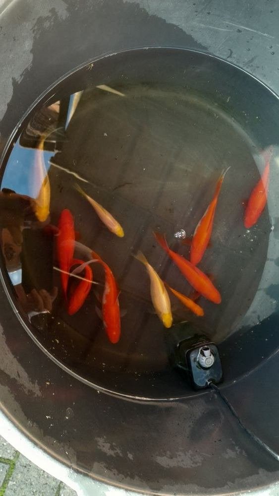 10 vijvervissen, Animaux & Accessoires, Poisson(s) rouge(s)