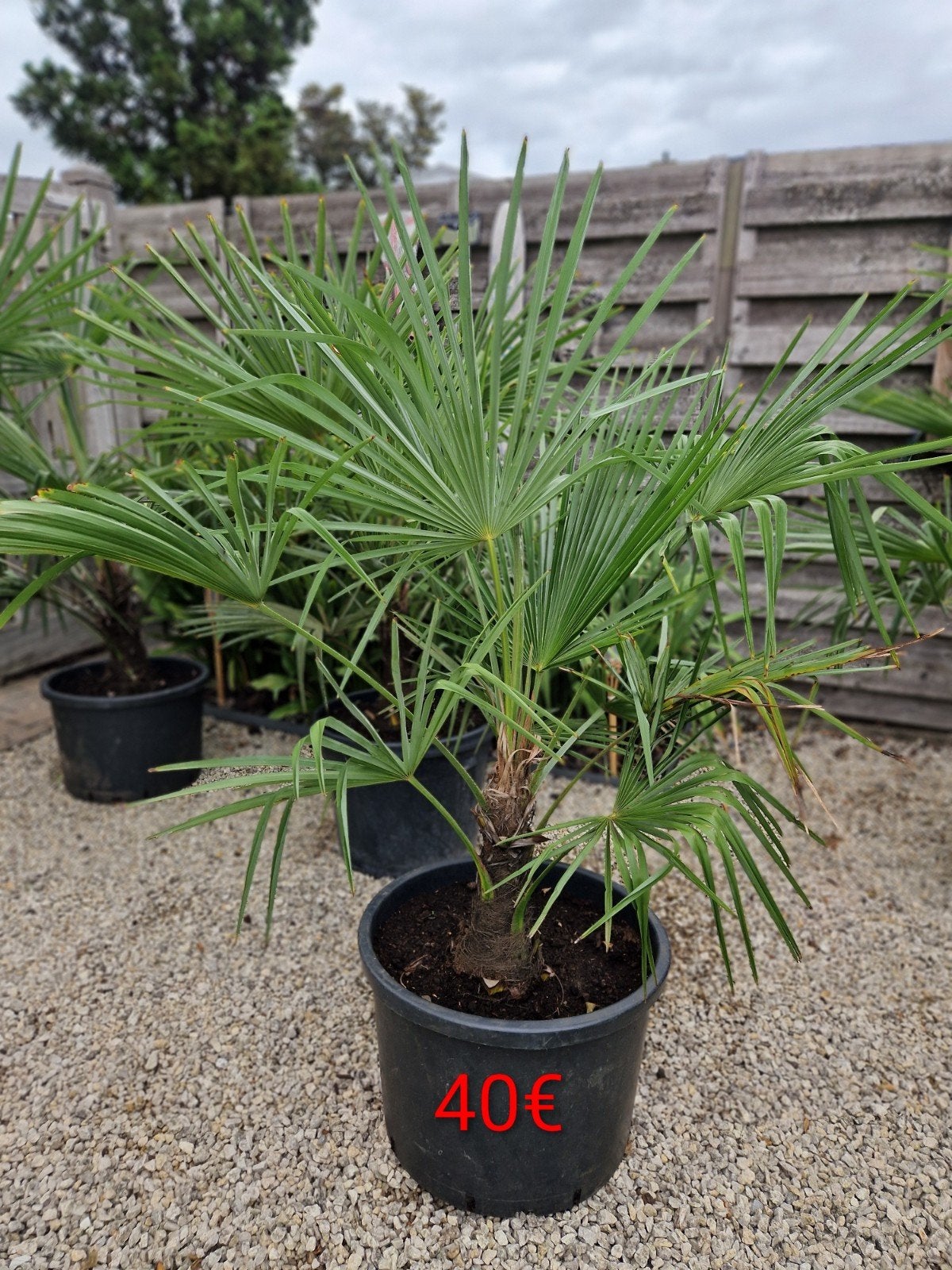 Trachycarpus winterharde palm eigen kweek 15€  - 40€, Ophalen