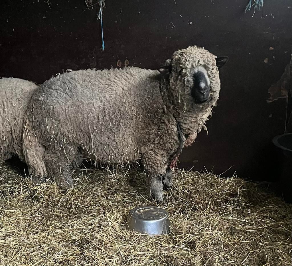 Hampshire down rammen, Mannelijk, Schaap, 0 tot 2 jaar
