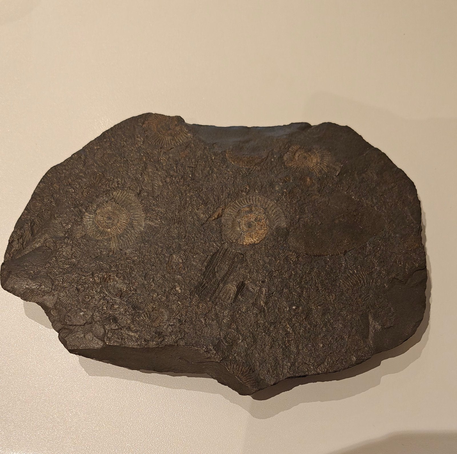 Ammonietcluster, Ophalen, Fossiel