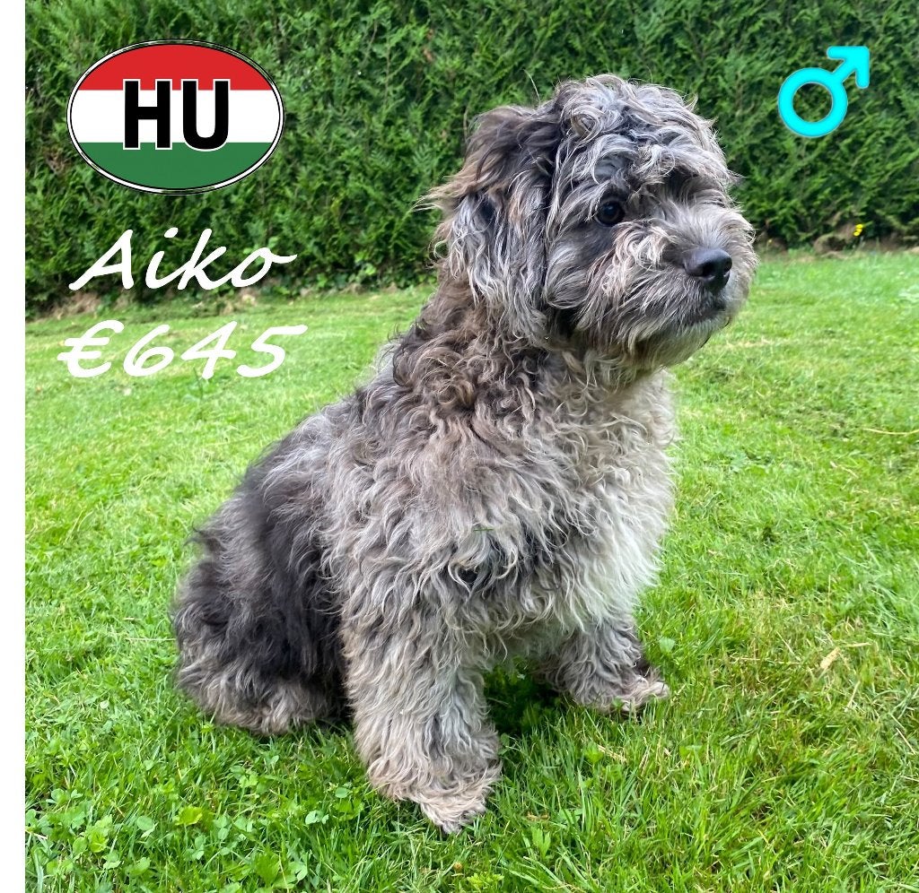 Frenchiepoo Aiko, Aura & Aria - Drie kleine wondertjes!, 15 weken tot 1 jaar, Buitenland, Parvo, Meerdere