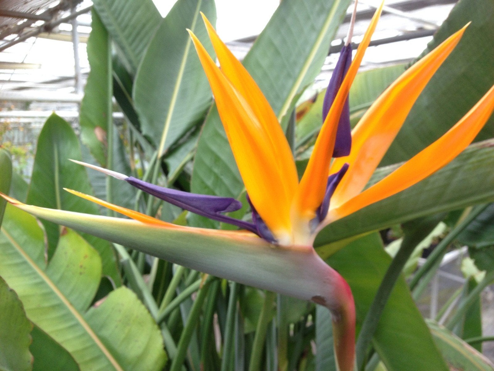 Paradijsvogelbloem, Jardin & Terrasse, Plantes | Jardin, Été, Enlèvement ou Envoi