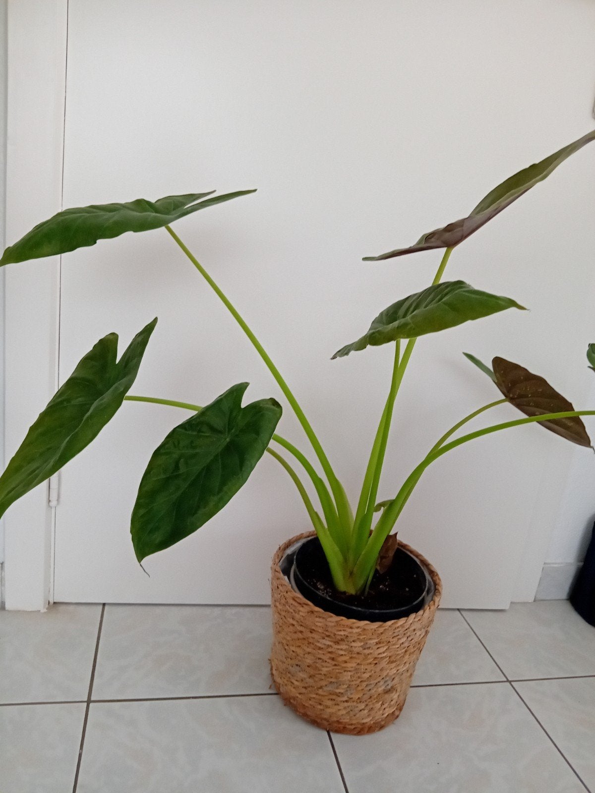 alocasia wentii, Ophalen