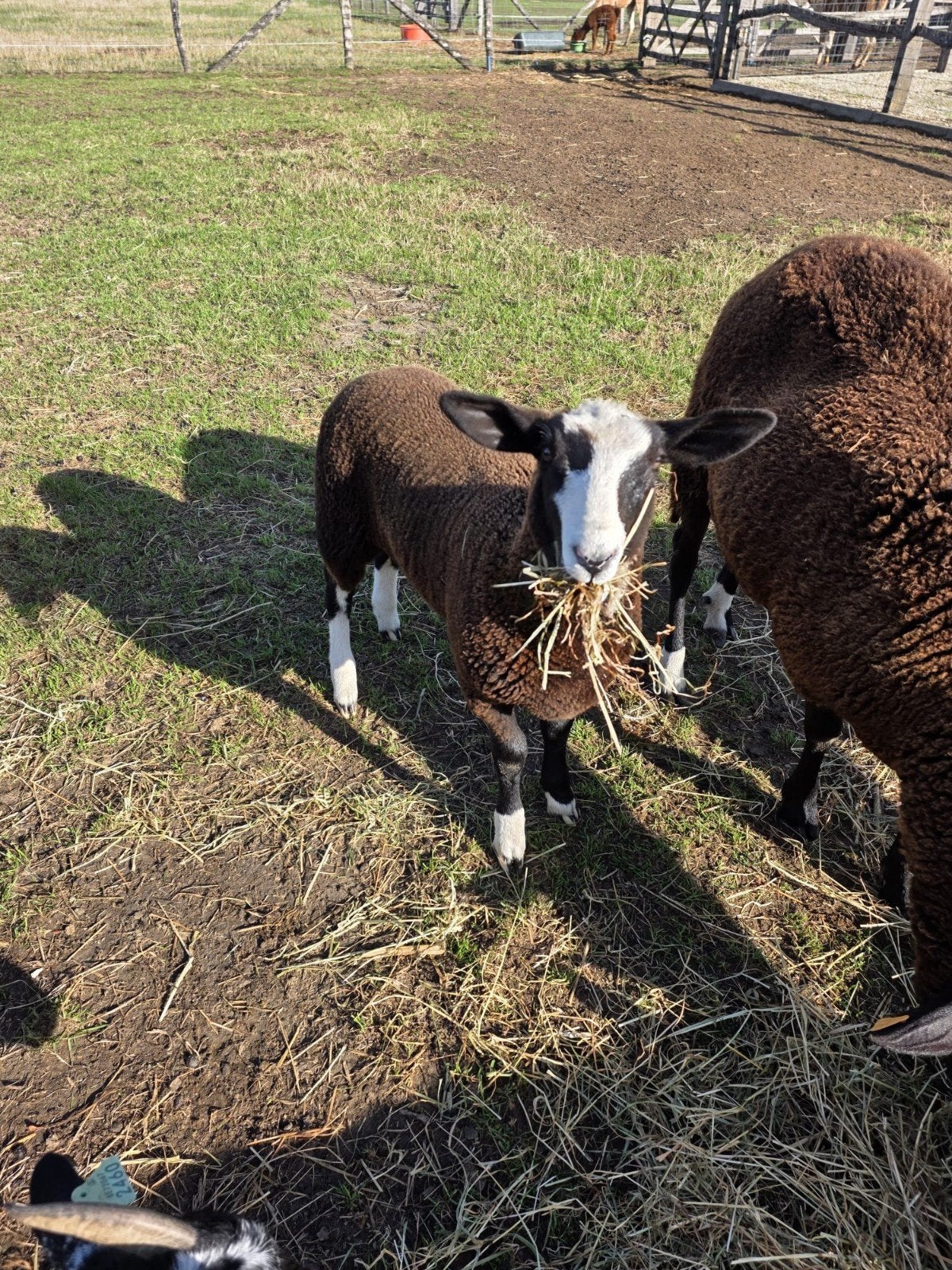 Zwartbles ooilam, Mouton