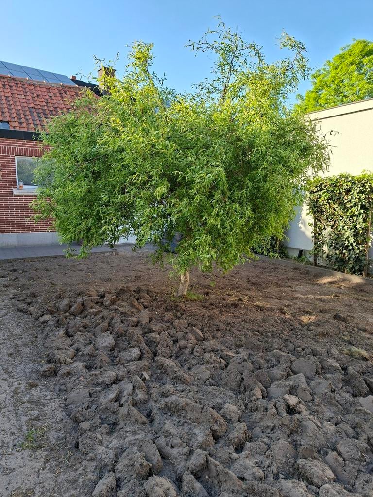 Krulwilg GRATIS, Ophalen