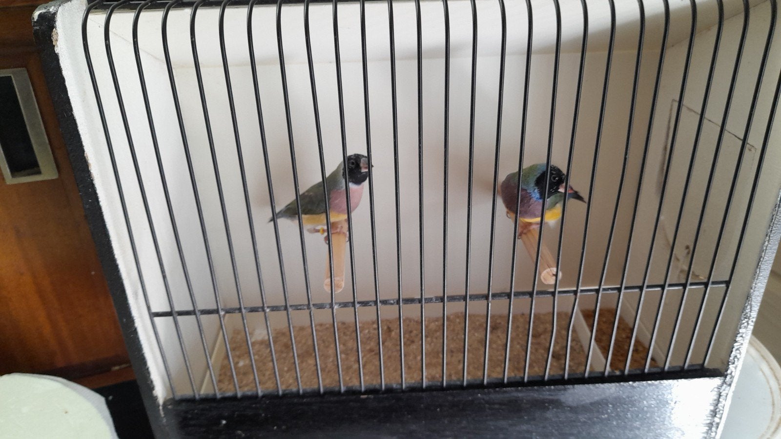 Koppel gouldamandines., Dieren en Toebehoren, Vogels | Overige Vogels