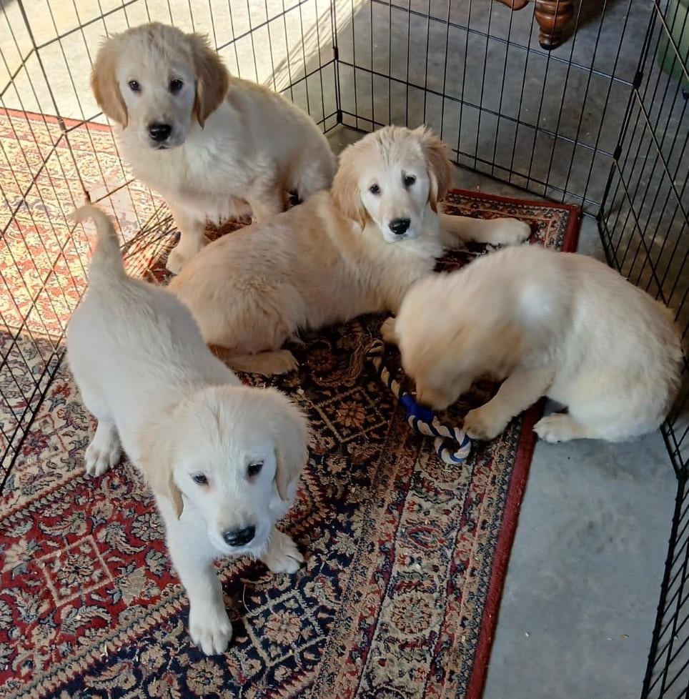 Golden retriever pups, Dieren en Toebehoren, Honden | Retrievers, Spaniëls en Waterhonden, Meerdere dieren, Golden retriever, Fokker | Professioneel