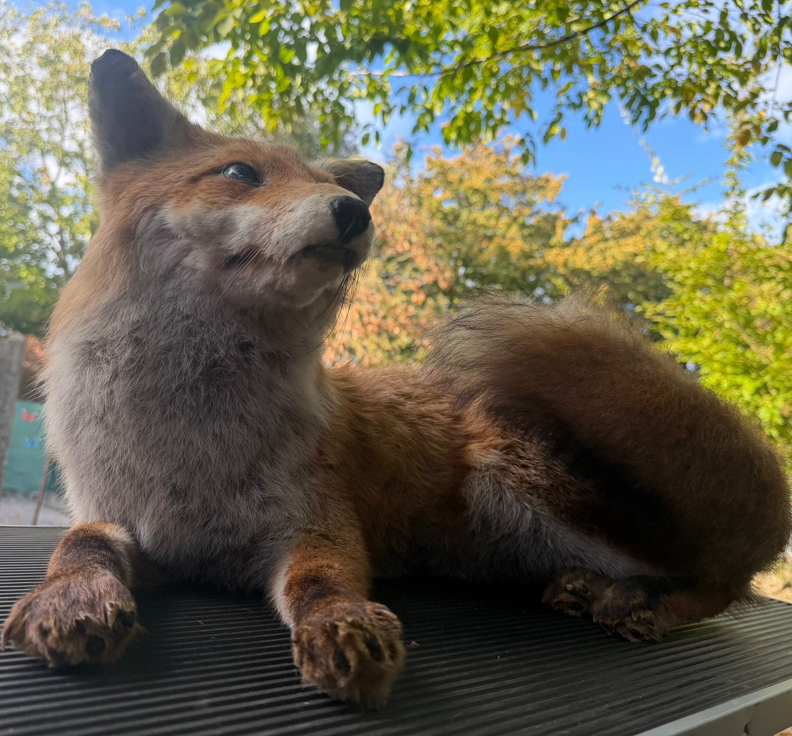 Renard naturalisé très réaliste, Enlèvement, Neuf, Animal sauvage, Animal empaillé