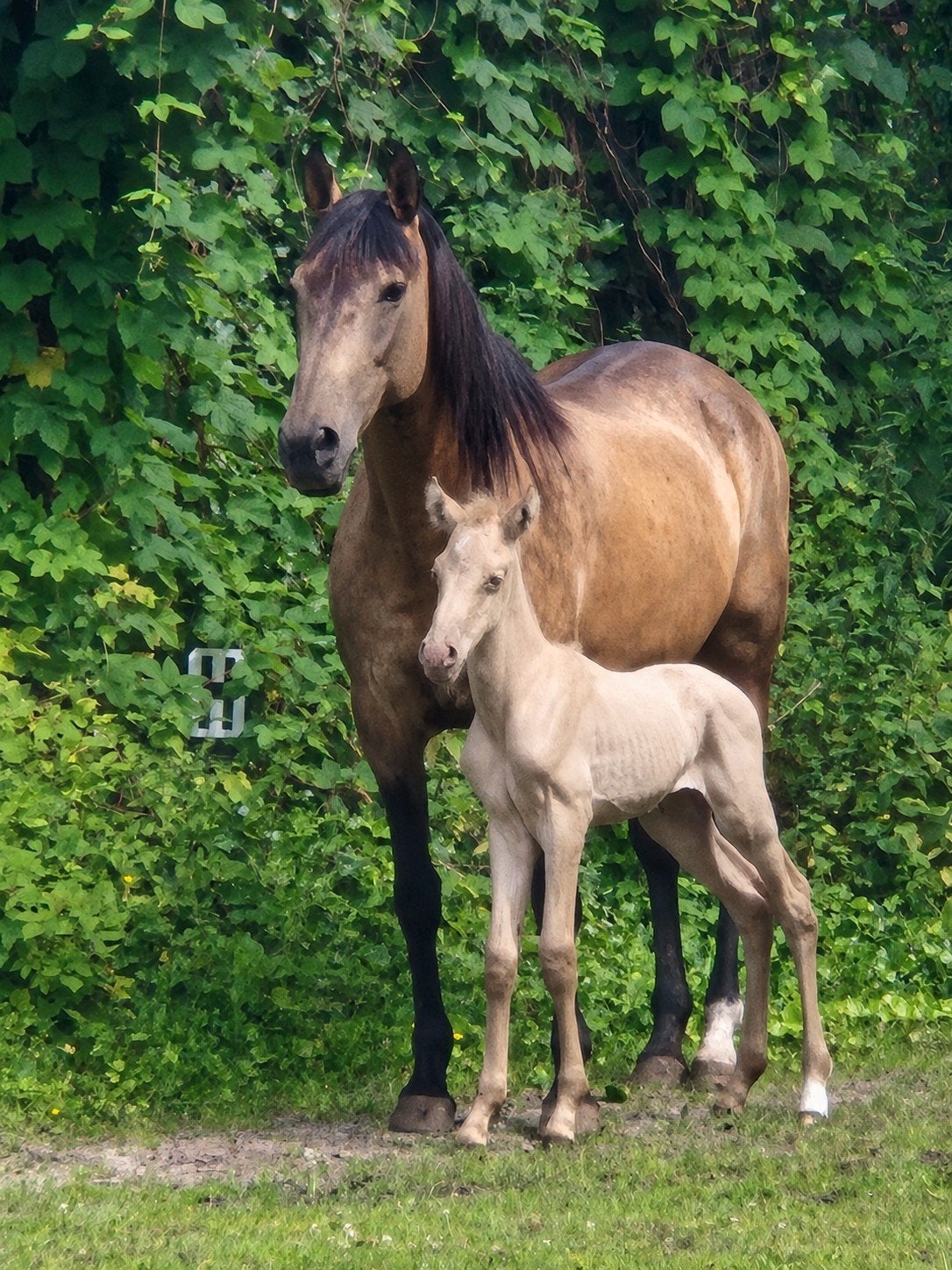 2 cruzado veulens, Dieren en Toebehoren, Hengst