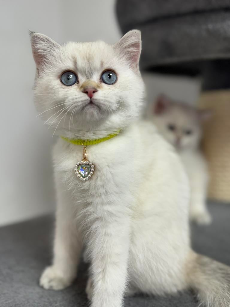 kittens Britse korthar, Dieren en Toebehoren, Katten en Kittens | Raskatten | Korthaar, Meerdere dieren, Gechipt, 0 tot 2 jaar