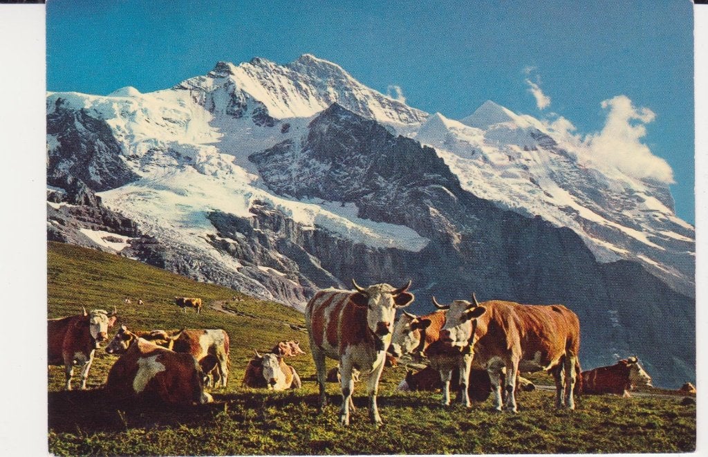 KOEIEN  KLEINE  SCHEIDEGG  ,  JUNGFRAU, Verzamelen, Ophalen of Verzenden, Ongelopen, Overige soorten