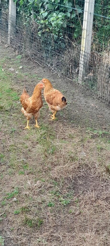 New hempshire hennen, Dieren en Toebehoren, Pluimvee, Vrouwelijk, Kip