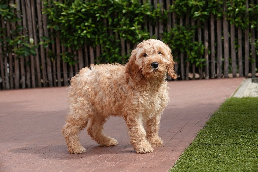 Prachtige Cockapoo pups, Parvo, België, Overige rassen, 8 tot 15 weken