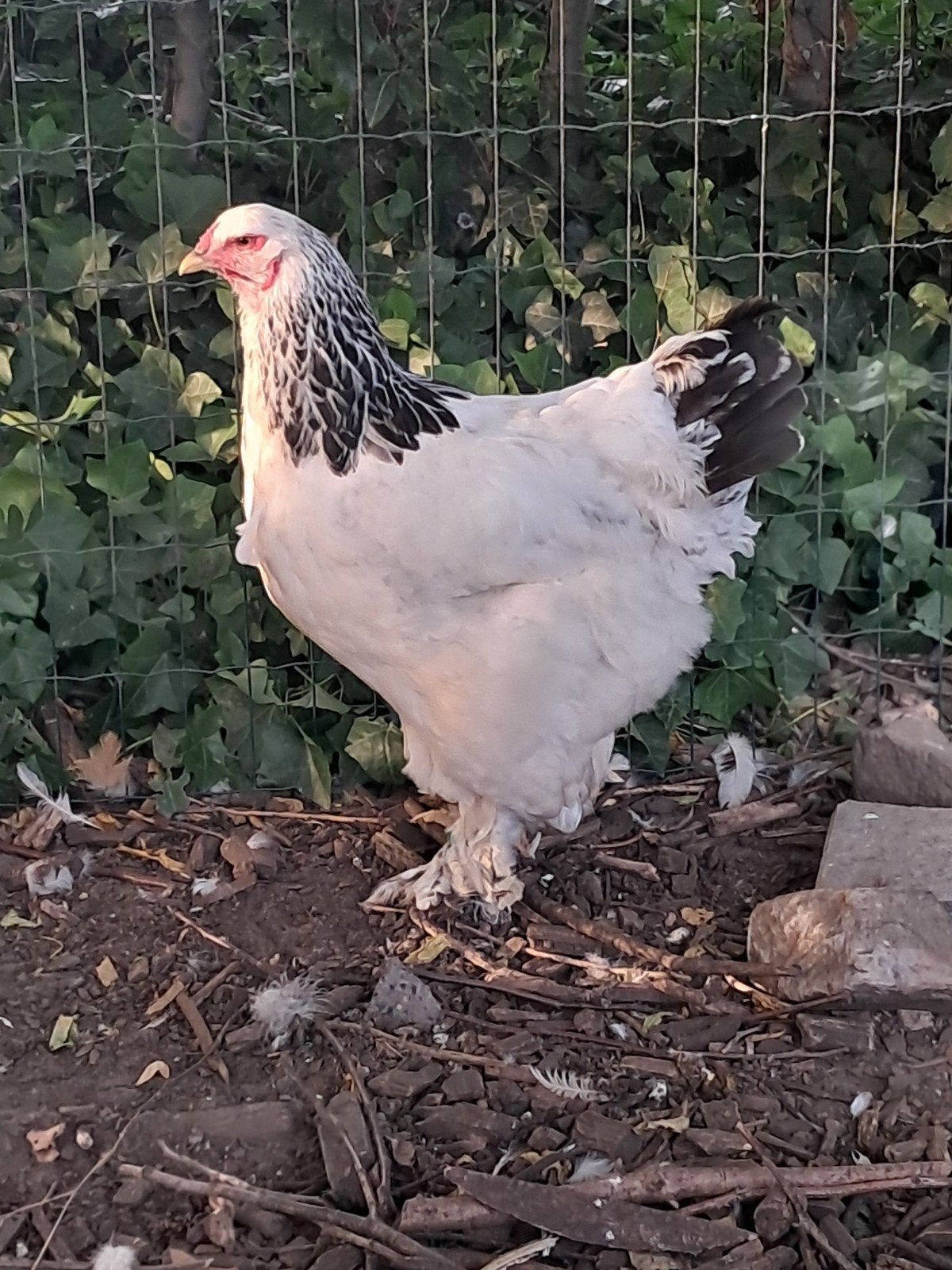 Brahma hen, Dieren en Toebehoren, Pluimvee, Vrouwelijk, Kip