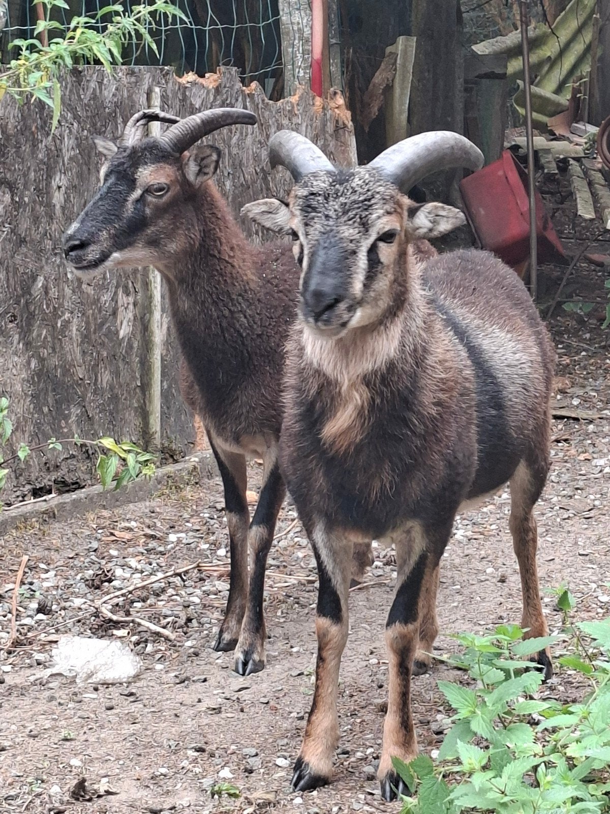 Soay koppel