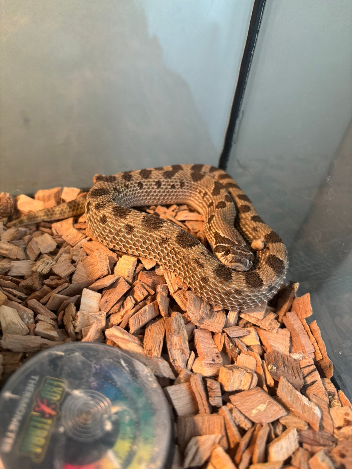 Haakneus, Dieren en Toebehoren, Reptielen en Amfibieën, Slang, Met terrarium