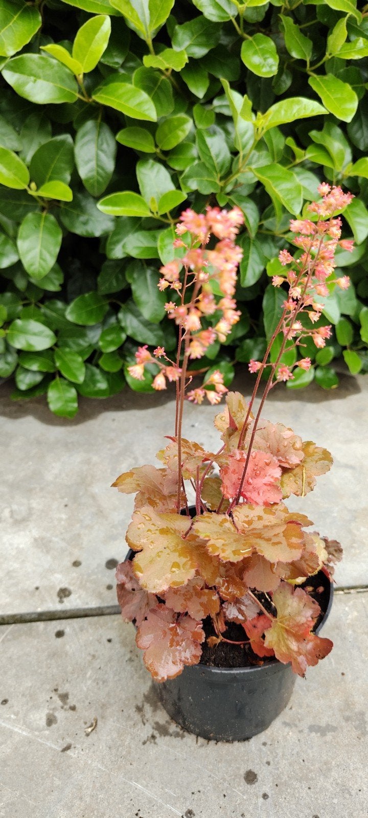 heuchera cherry cola, Tuin en Terras, Ophalen, Vaste plant