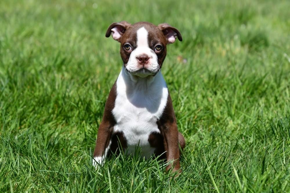 Boston Terriër pups te koop