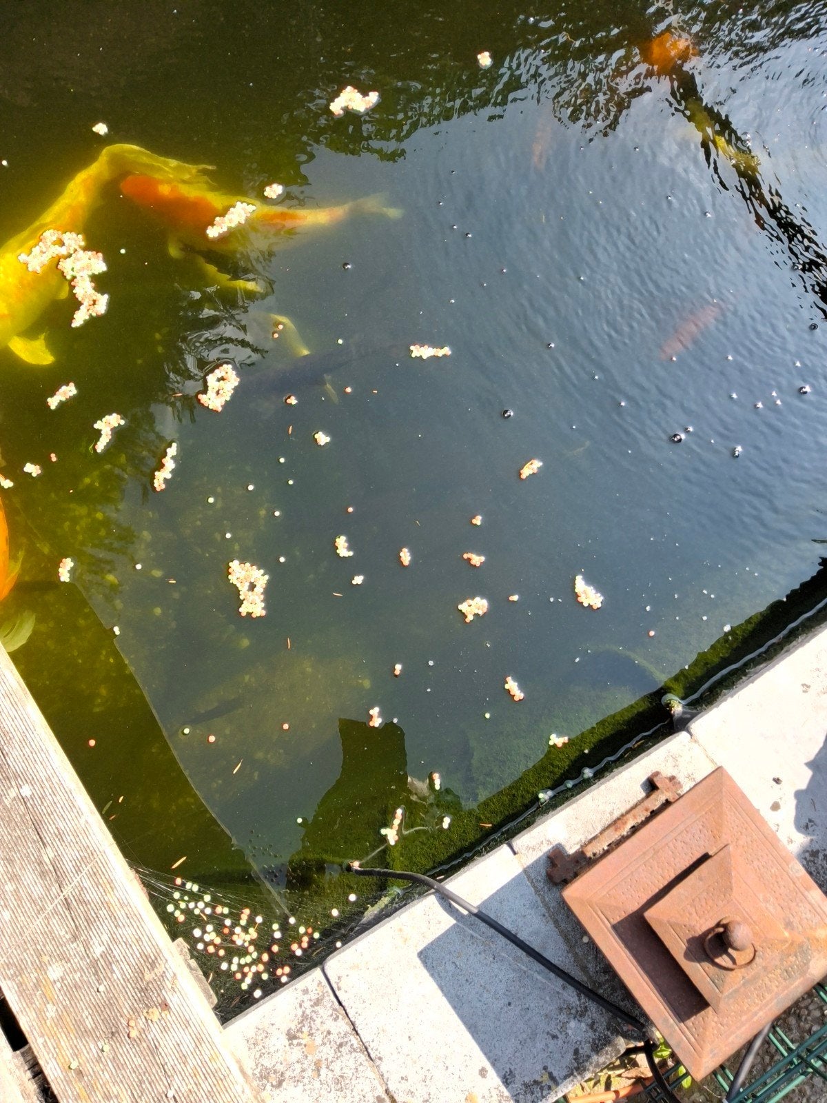 koi, Ophalen, Gebruikt