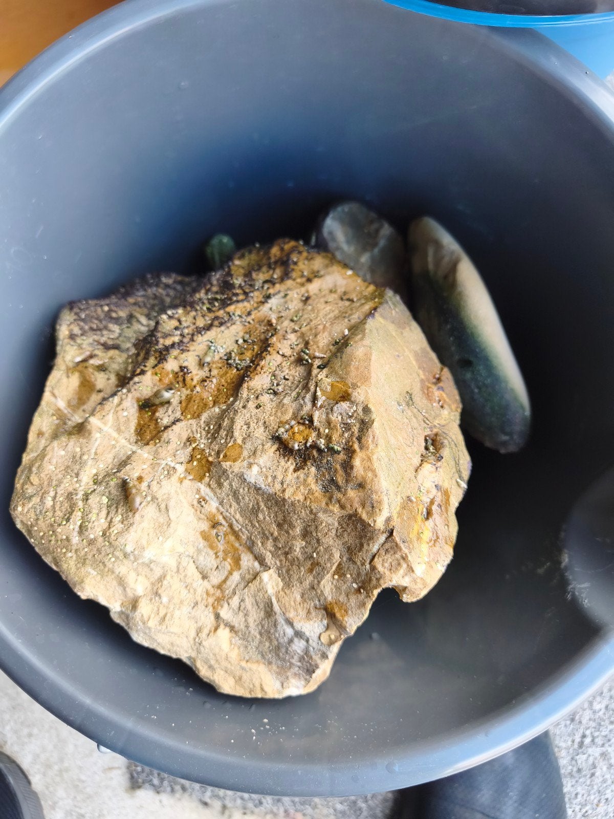 grote partijen stenen aquarium, Dieren en Toebehoren, Zoetwatervis
