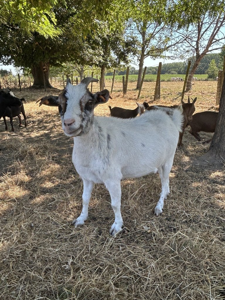 Dwerggeiten mieke, Femelle, Chèvre, 0 à 2 ans